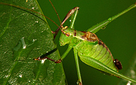 Speckled Bush-Cricket (Male, Leptophyes punctatissima)